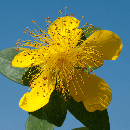 Millepertuis à grandes fleurs - Hypericum calycinum - FLEURANDIE