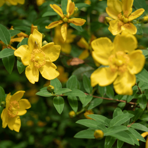 Millepertuis à grandes fleurs - Hypericum calycinum - FLEURANDIE