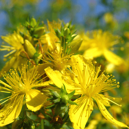 Millepertuis du Mont Olympe - Hypericum olympicum - FLEURANDIE