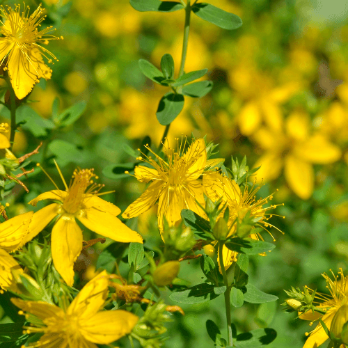 Millepertuis du Mont Olympe - Hypericum olympicum - FLEURANDIE