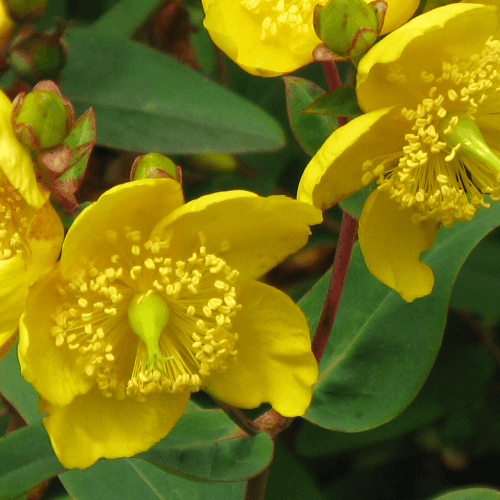 Millepertuis 'Hidcote' - Hypericum 'Hidcote' - FLEURANDIE