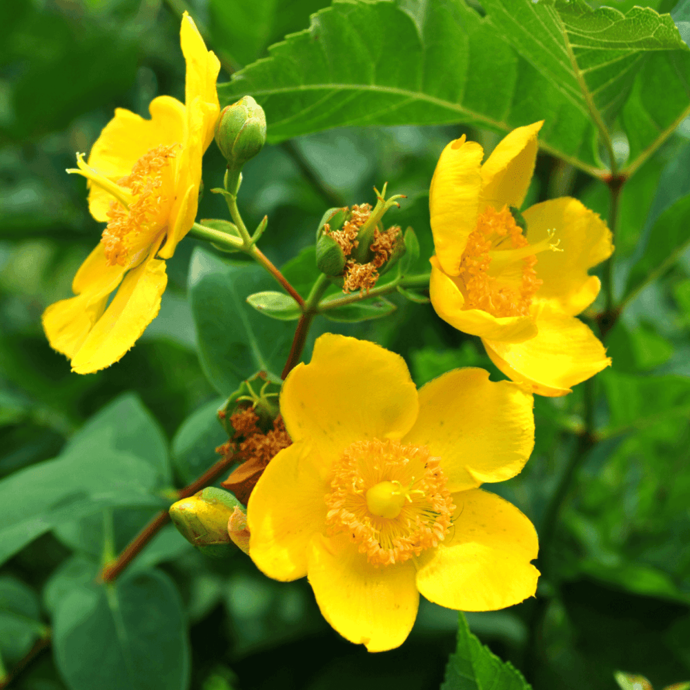 Millepertuis 'Hidcote' - Hypericum 'Hidcote' - FLEURANDIE