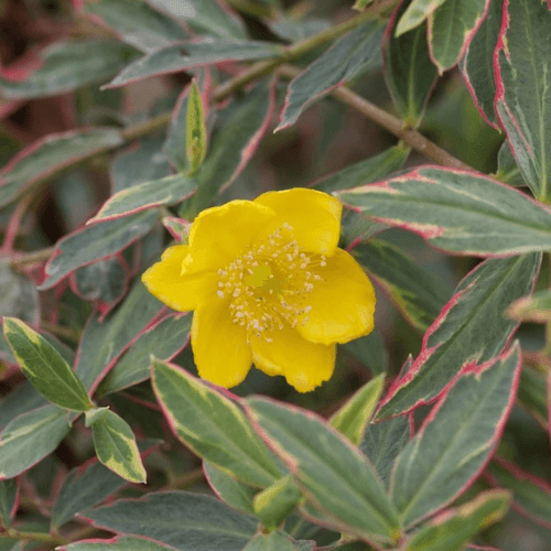 Millepertuis 'Tricolor' - Hypericum moserianum 'Tricolor' - FLEURANDIE