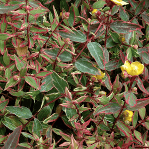 Millepertuis 'Tricolor' - Hypericum moserianum 'Tricolor' - FLEURANDIE