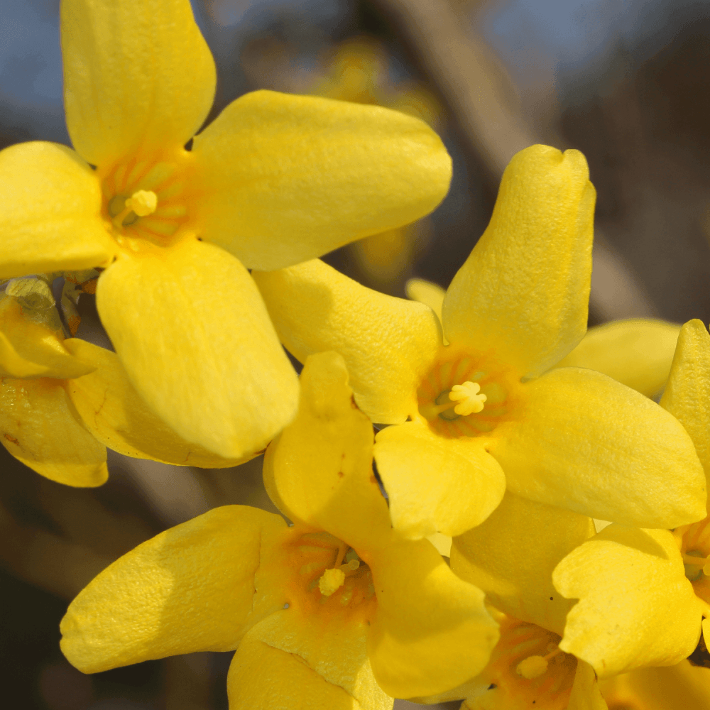 Mimosa de Paris 'Lynwood' - Forsythia intermedia 'Lynwood' - FLEURANDIE