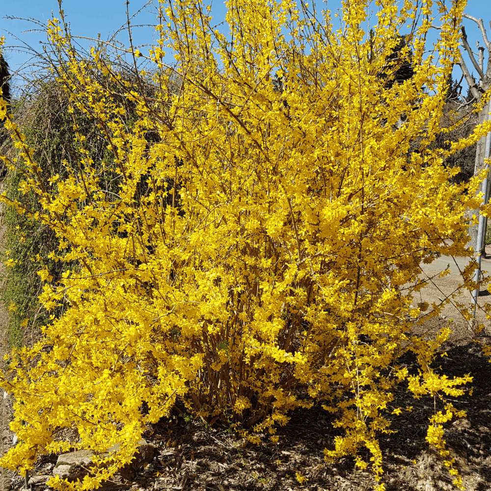 Mimosa de Paris 'Lynwood' - Forsythia intermedia 'Lynwood' - FLEURANDIE