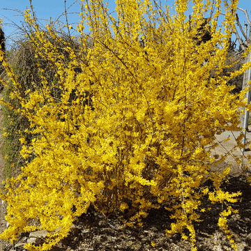 Mimosa de Paris 'Lynwood' - Forsythia intermedia 'Lynwood'