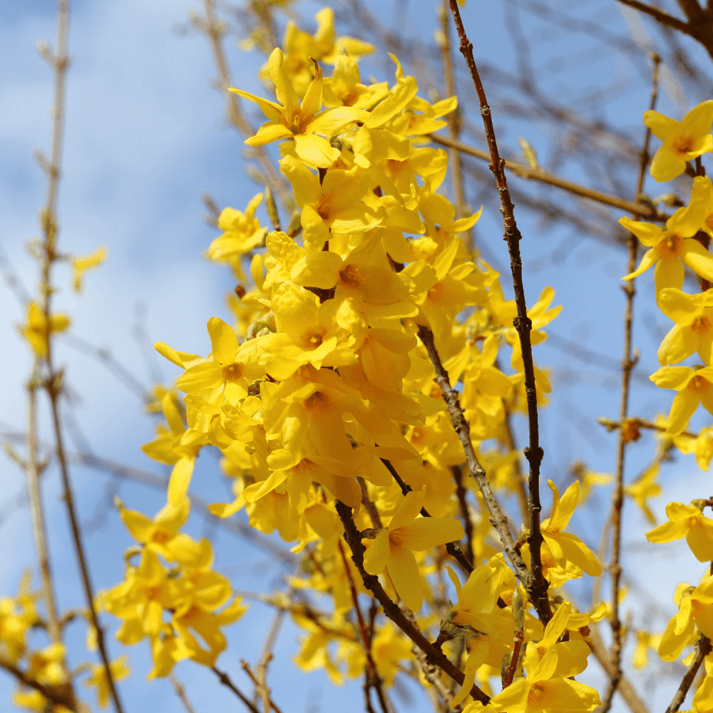 Mimosa de Paris 'Lynwood' - Forsythia intermedia 'Lynwood' - FLEURANDIE