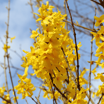 Mimosa de Paris 'Lynwood' - Forsythia intermedia 'Lynwood'