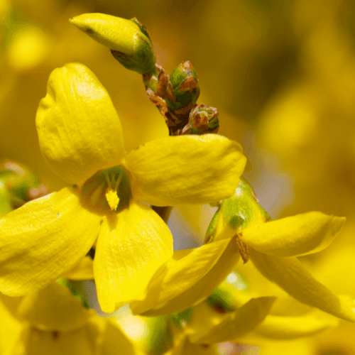 Mimosa de Paris 'Spectabilis' - Forsythia intermedia 'Spectabilis' - FLEURANDIE