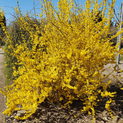 Mimosa de Paris 'Spectabilis' - Forsythia intermedia 'Spectabilis' - FLEURANDIE