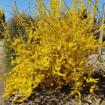 Mimosa de Paris 'Spectabilis' - Forsythia intermedia 'Spectabilis'