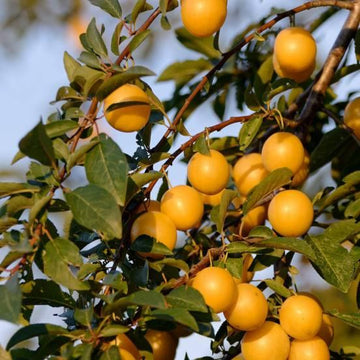 Mirabellier 'Mirabelle De Metz' - Prunus domestica  'Mirabelle De Metz'