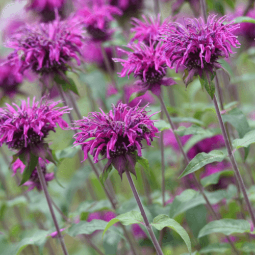 Monarde 'Blaustrumpf' - Monarda 'Blaustrumpf' - FLEURANDIE