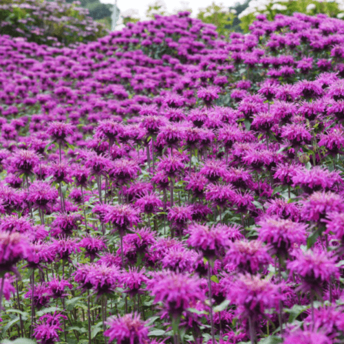 Monarde 'Blaustrumpf' - Monarda 'Blaustrumpf' - FLEURANDIE