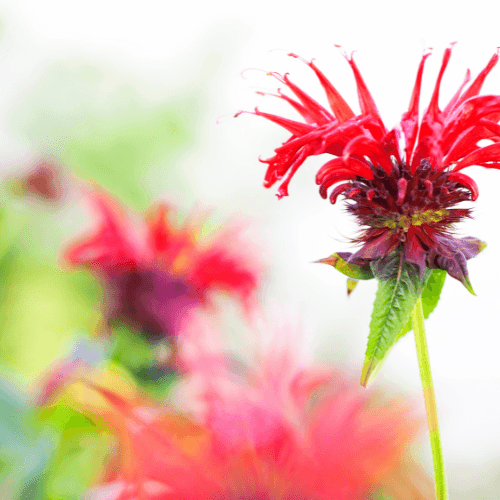 Monarde 'Cambridge Scarlet' - Monarda 'Cambridge Scarlet' - FLEURANDIE