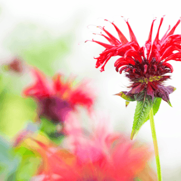 Monarde 'Cambridge Scarlet' - Monarda 'Cambridge Scarlet'