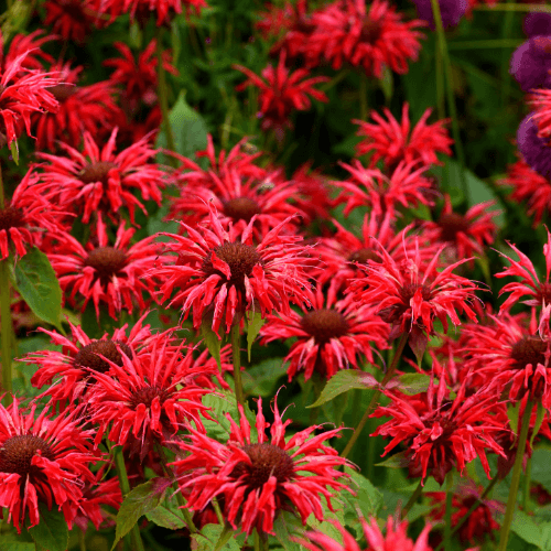 Monarde 'Cambridge Scarlet' - Monarda 'Cambridge Scarlet' - FLEURANDIE