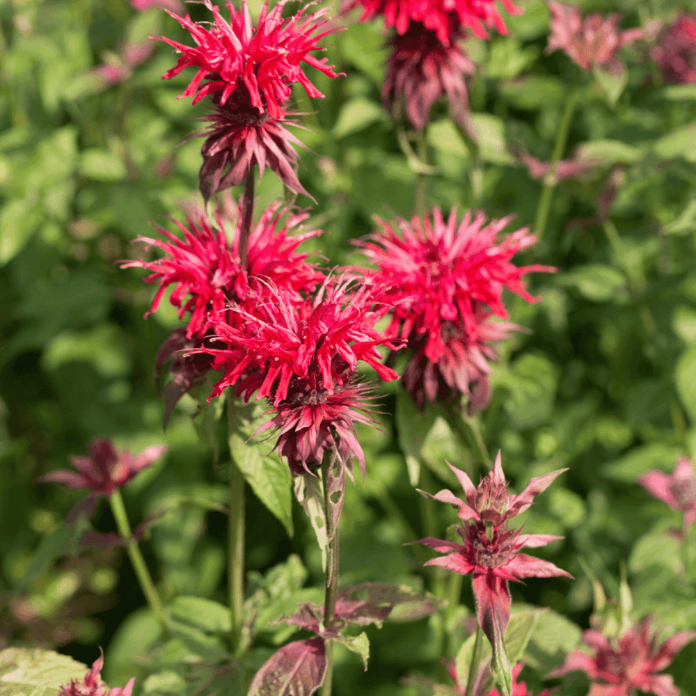 Monarde 'Mahogany' - Monarda 'Mahogany' - FLEURANDIE