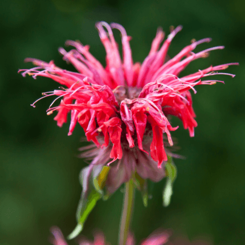 Monarde 'Mahogany' - Monarda 'Mahogany' - FLEURANDIE