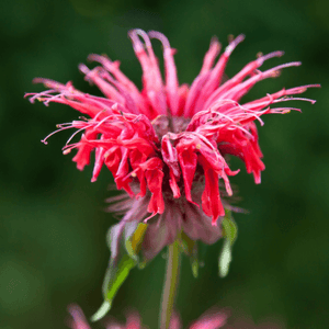 Monarde 'Mahogany' - Monarda 'Mahogany' - FLEURANDIE