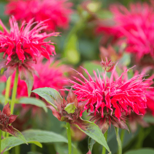 Monarde 'Mahogany' - Monarda 'Mahogany' - FLEURANDIE