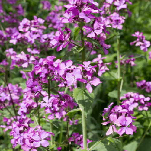 Monnaie du pape - Lunaria annua - FLEURANDIE