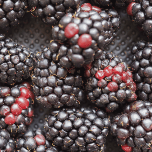 Mûre 'Dirksen' - Rubus fruticosus 'Dirksen' - FLEURANDIE