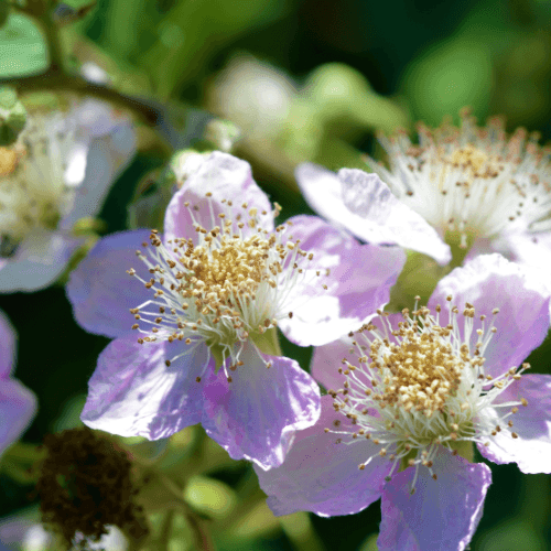 Mûre 'Dirksen' - Rubus fruticosus 'Dirksen' - FLEURANDIE