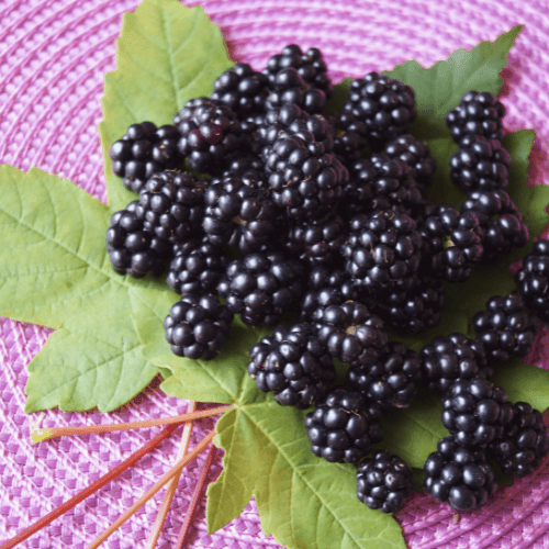 Mûrier 'Loch Ness' - Rubus fruticosus 'Loch Ness' - FLEURANDIE