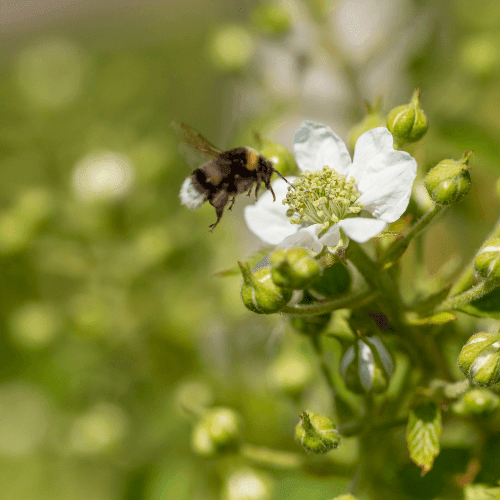 Mûrier 'Loch Ness' - Rubus fruticosus 'Loch Ness' - FLEURANDIE