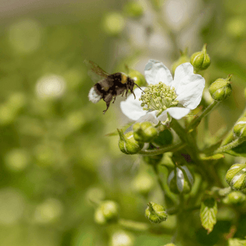 Mûrier 'Loch Ness' - Rubus fruticosus 'Loch Ness'