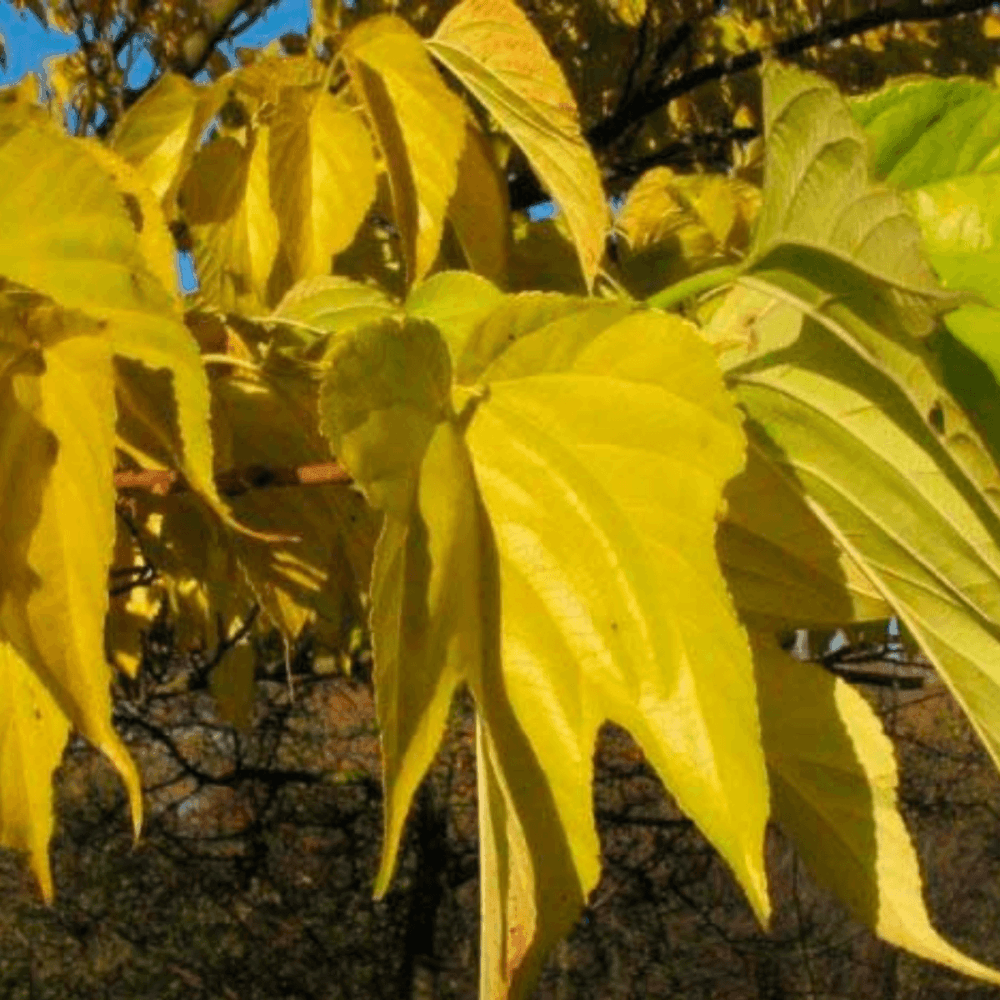 Mûrier platane stérile - Morus kagayamae fruitless - FLEURANDIE