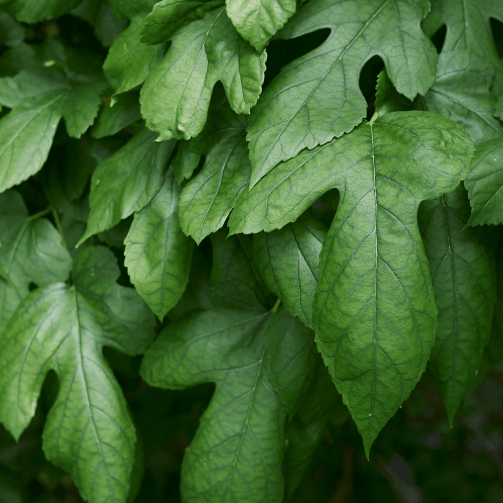 Mûrier platane stérile - Morus kagayamae fruitless - FLEURANDIE