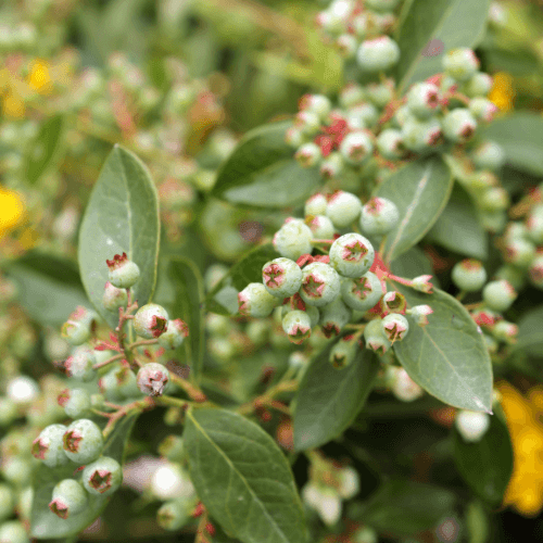 Myrtille d'Amérique 'Blue Crop' - Vaccinium corymbosum 'Bluecrop' - FLEURANDIE
