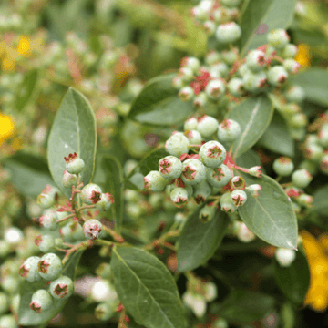 Myrtille d'Amérique 'Blue Crop' - Vaccinium corymbosum 'Bluecrop'
