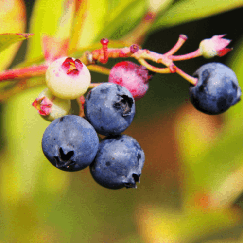 Myrtille d'Amérique 'Blue Crop' - Vaccinium corymbosum 'Bluecrop' - FLEURANDIE
