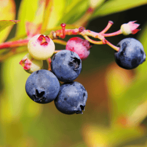 Myrtille d'Amérique 'Blue Crop' - Vaccinium corymbosum 'Bluecrop' - FLEURANDIE