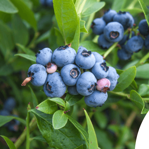 Myrtille d'Amérique 'Blue Gold' - Vaccinium corymbosum 'Blue Gold' - FLEURANDIE
