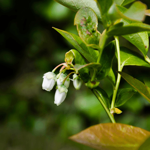 Myrtille d'Amérique 'Blue Gold' - Vaccinium corymbosum 'Blue Gold' - FLEURANDIE