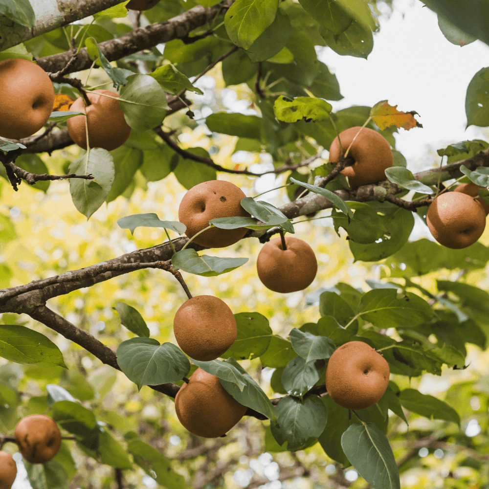 Nashi 'Hosui'- Pyrus pyrifolia 'Hosui' - FLEURANDIE