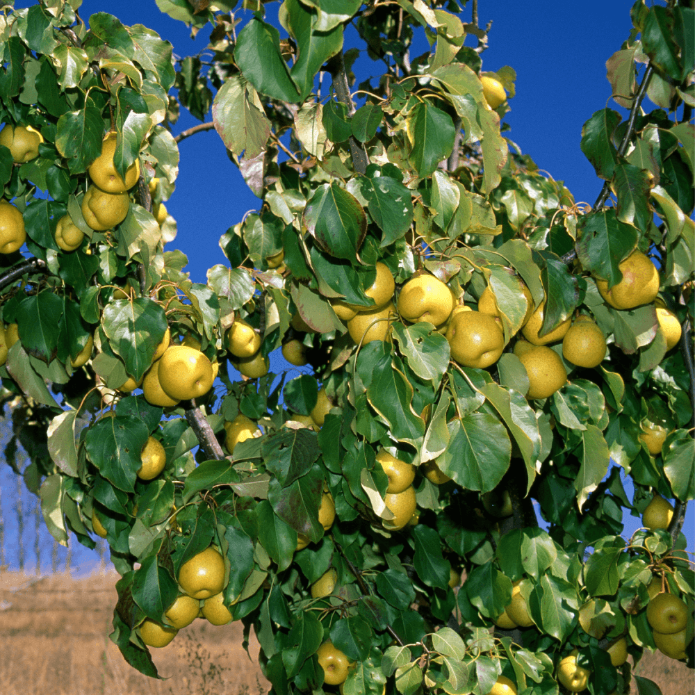 Nashi 'Hosui'- Pyrus pyrifolia 'Hosui' - FLEURANDIE