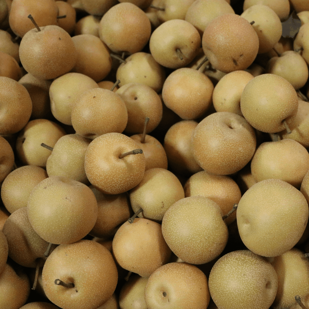 Nashi 'Hosui'- Pyrus pyrifolia 'Hosui' - FLEURANDIE