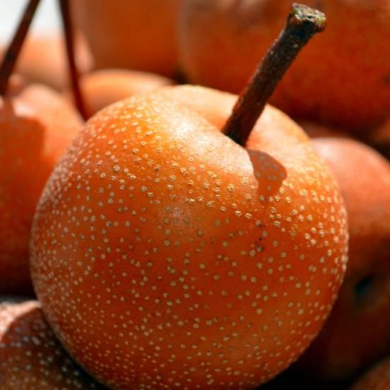 Nashi 'Shinseiki' - Pyrus pyrifolia 'Shinseiki' - FLEURANDIE