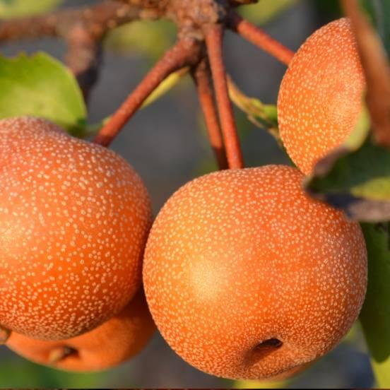 Nashi 'Shinseiki' - Pyrus pyrifolia 'Shinseiki' - FLEURANDIE