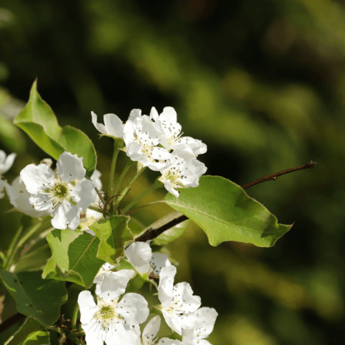 Nashi 'Shinseiki' - Pyrus pyrifolia 'Shinseiki' - FLEURANDIE