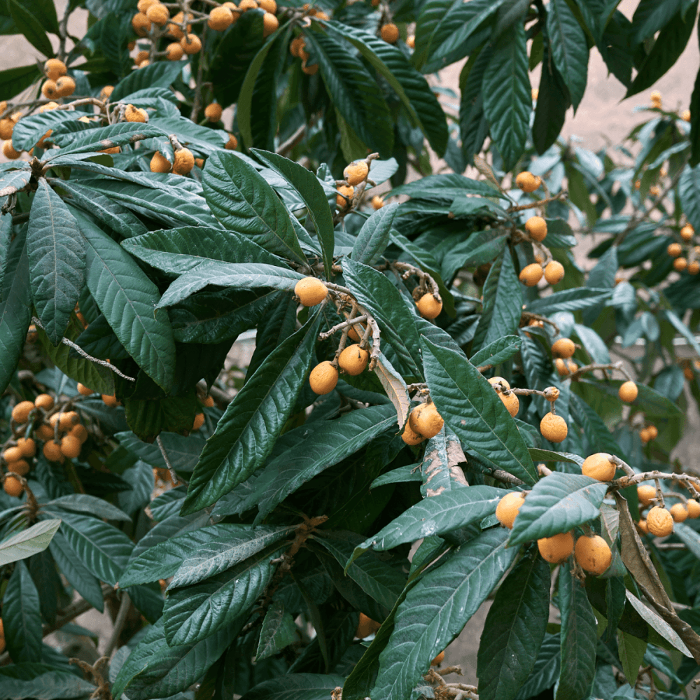 Néflier du Japon - Eriobotrya japonica - FLEURANDIE