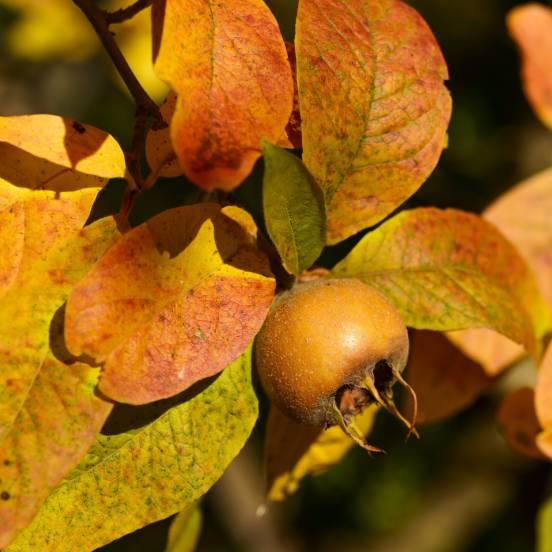 Néflier - Mespilus germanica - FLEURANDIE