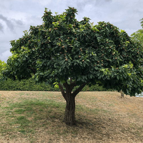 Néflier - Mespilus germanica - FLEURANDIE