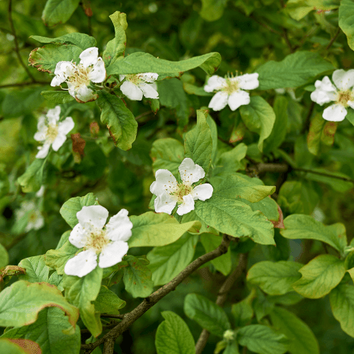 Néflier - Mespilus germanica - FLEURANDIE